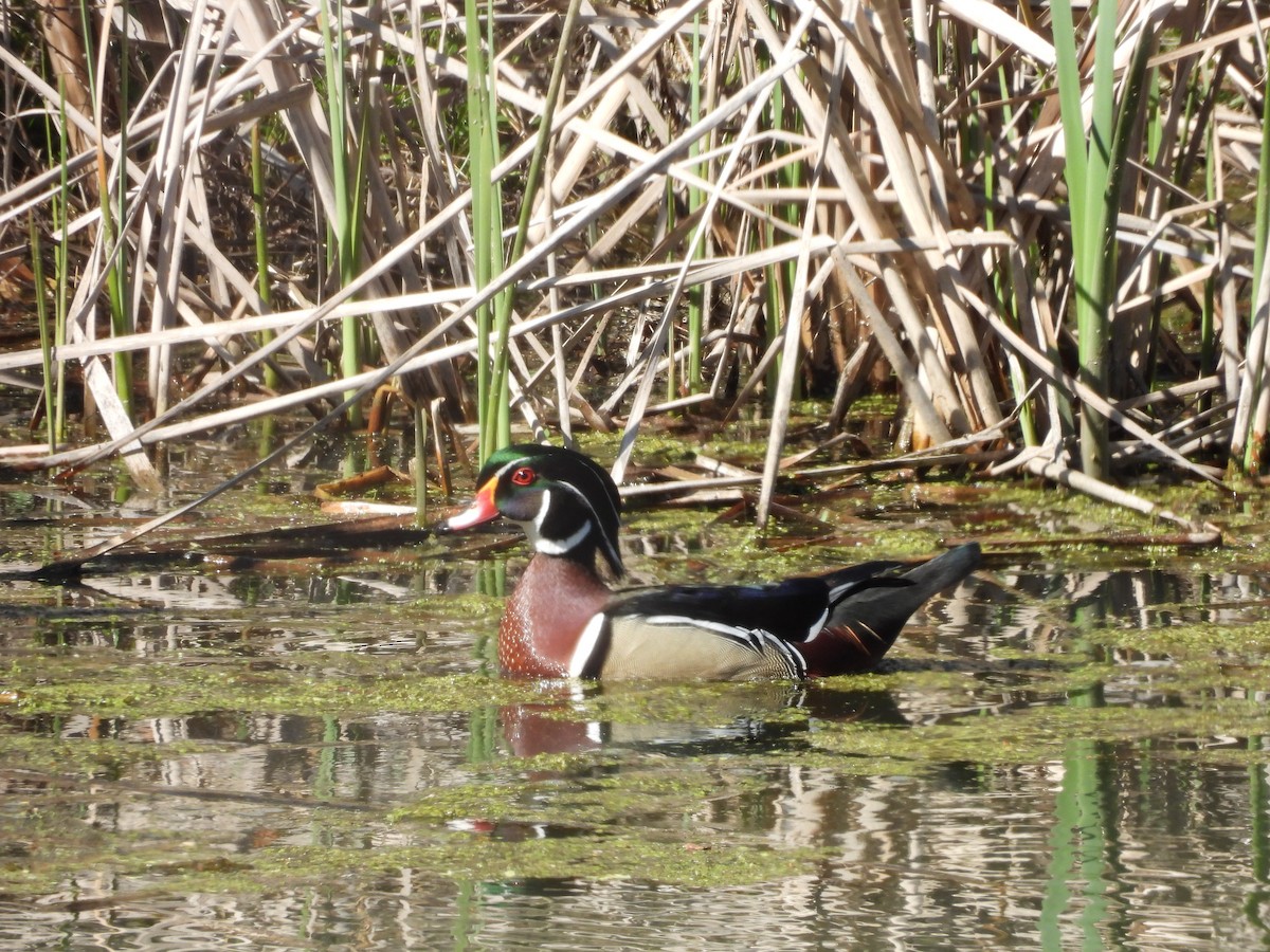 Wood Duck - ML617780671