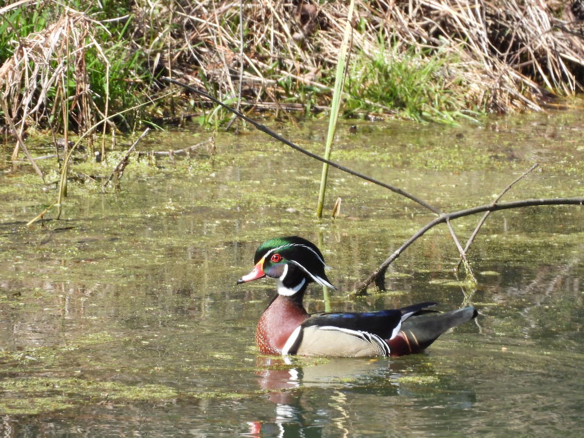 Wood Duck - ML617780673