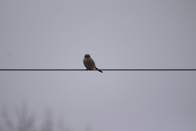 Northern Shrike - ML617780690