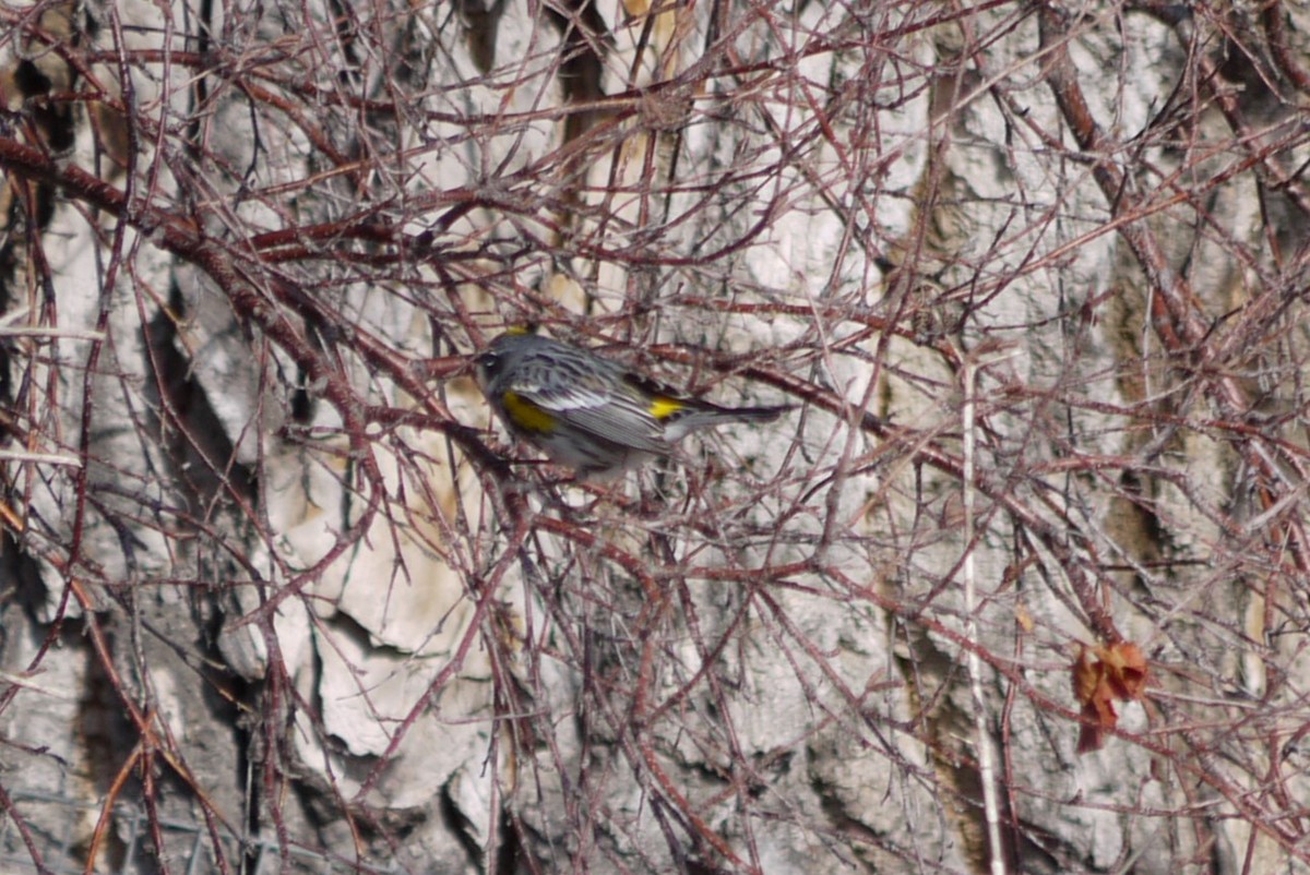 Yellow-rumped Warbler - ML617780698