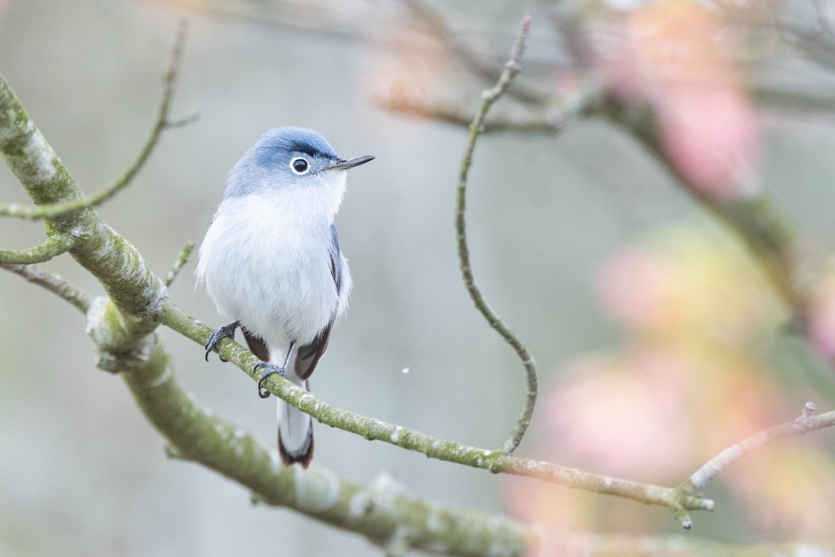 Blue-gray Gnatcatcher (caerulea) - ML617780719