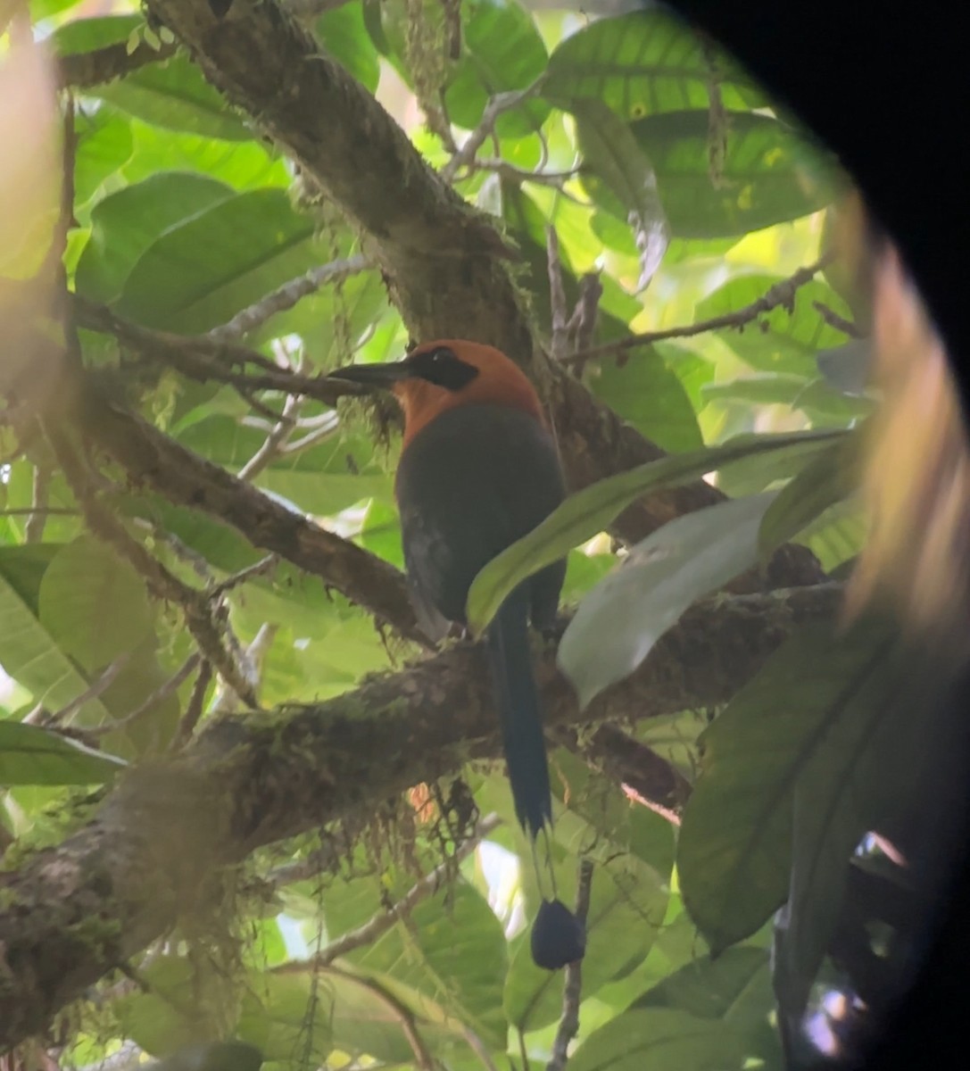 Rufous Motmot - ML617780757