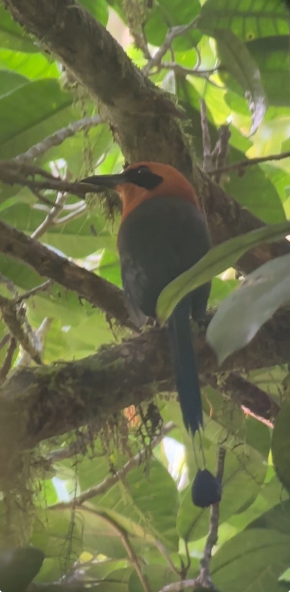 Rufous Motmot - ML617780758