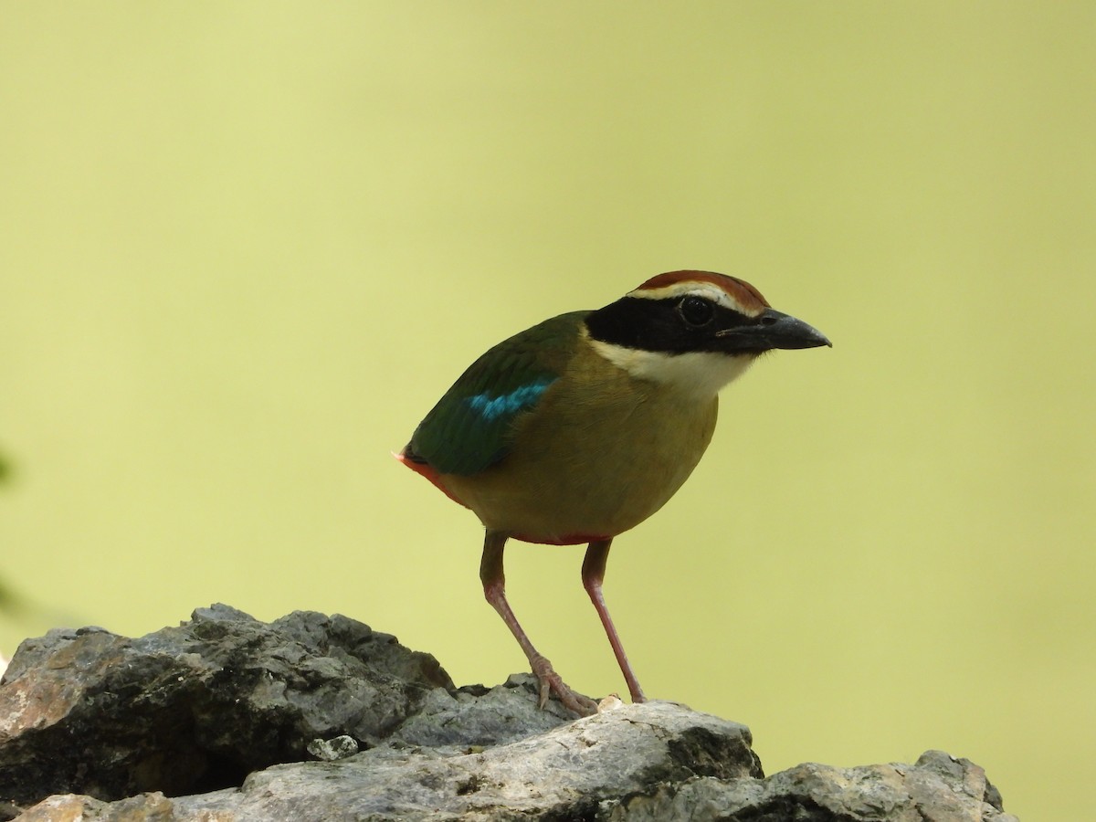 Fairy Pitta - ML617780818