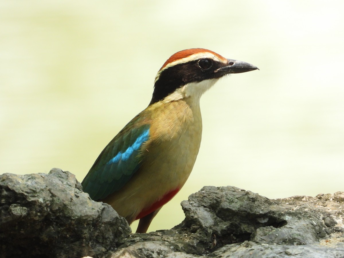 Fairy Pitta - ML617780820