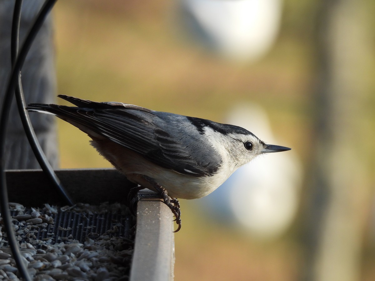 White-breasted Nuthatch - ML617780830