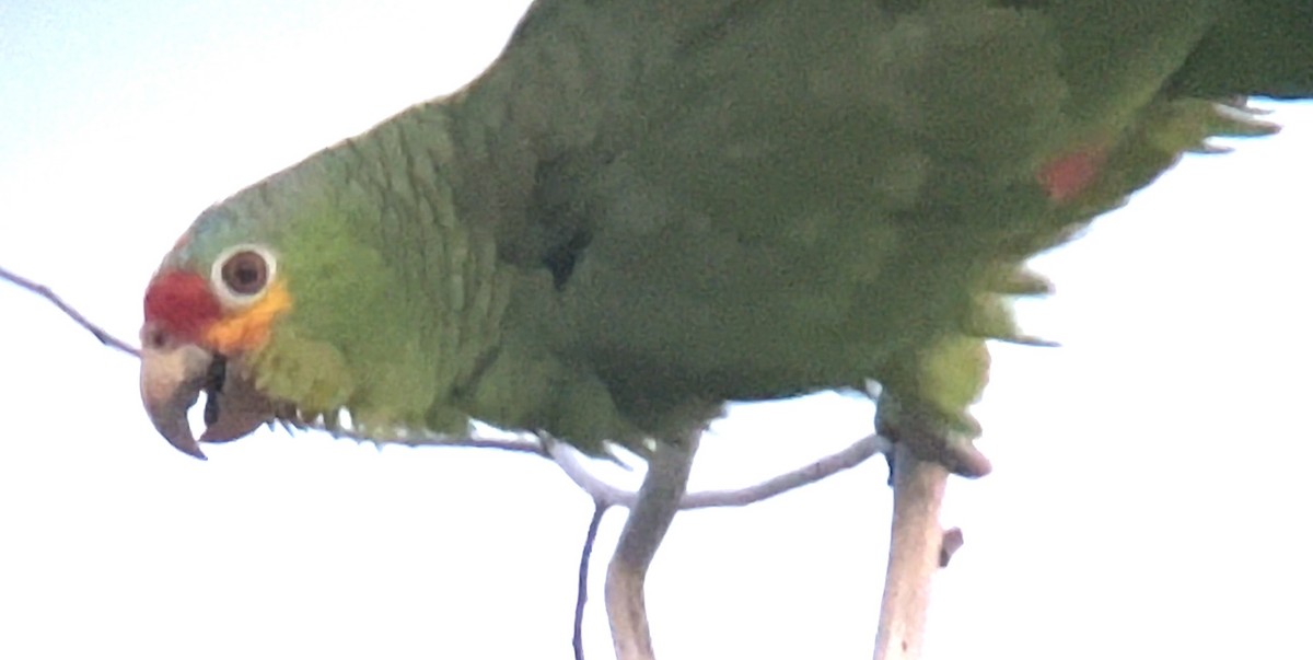 Red-lored Parrot - ML617780832