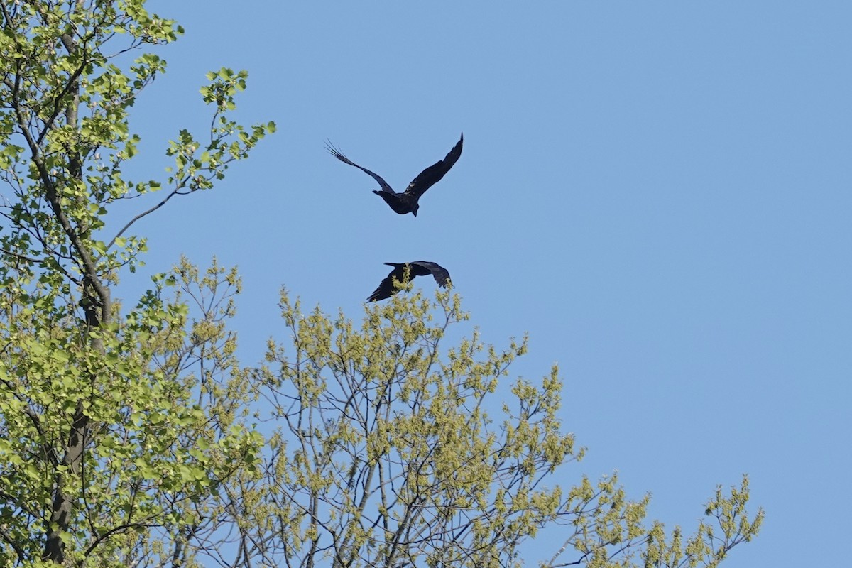 Common Raven - ML617780927