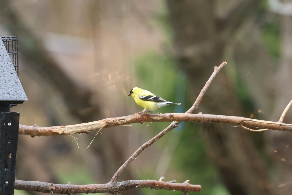 American Goldfinch - Marie Provost