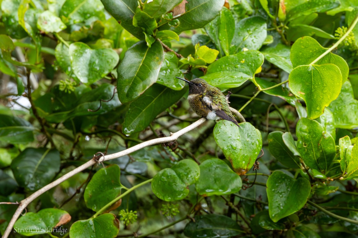 Ruby-throated Hummingbird - ML617780958