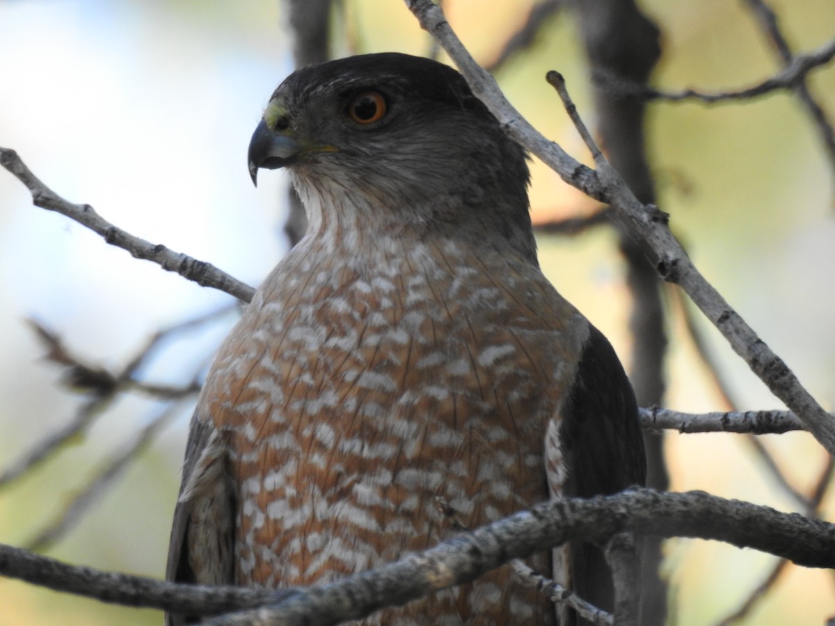 Cooper's Hawk - ML617780966