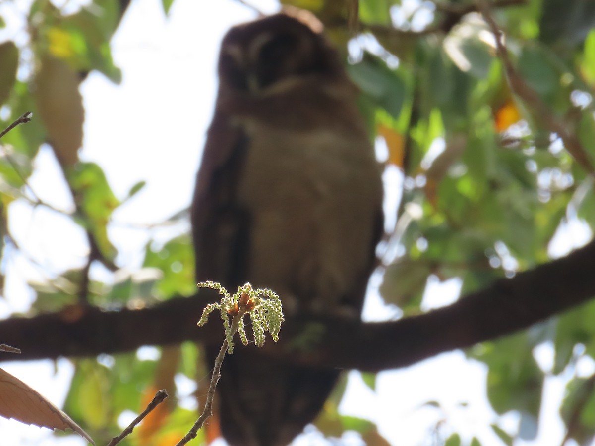 Brown Wood-Owl - Sonal Teotia