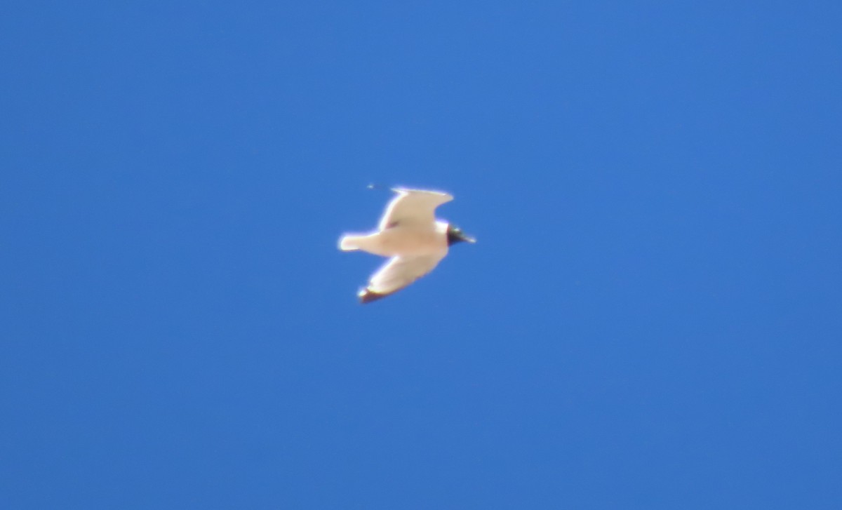 Franklin's Gull - ML617781029