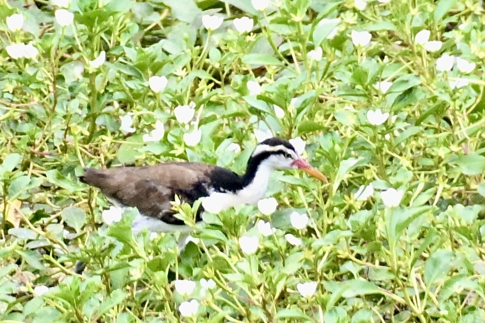 Wattled Jacana - Charlotte Pavelka & Doug Reitz