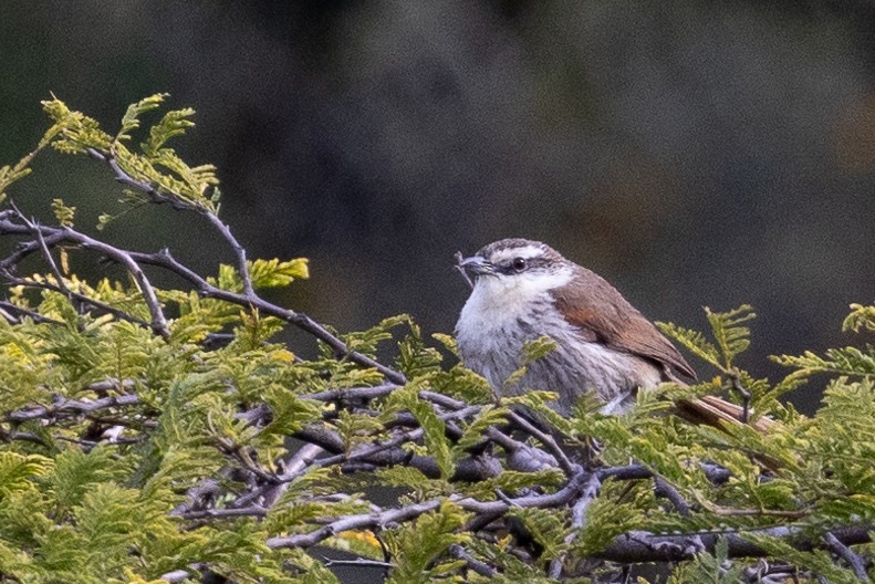 Great Spinetail - ML617781066