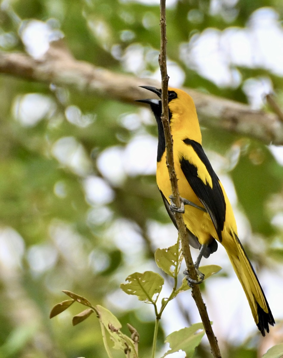 Yellow-tailed Oriole - Charlotte Pavelka & Doug Reitz