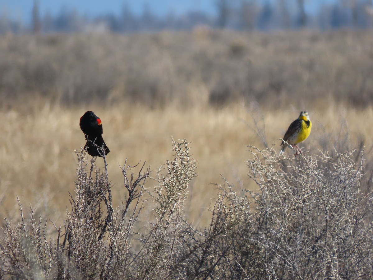 Western Meadowlark - ML617781107