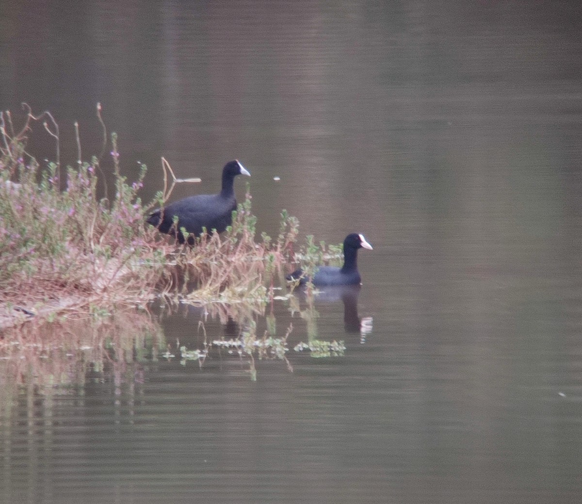 Red-knobbed Coot - ML617781153