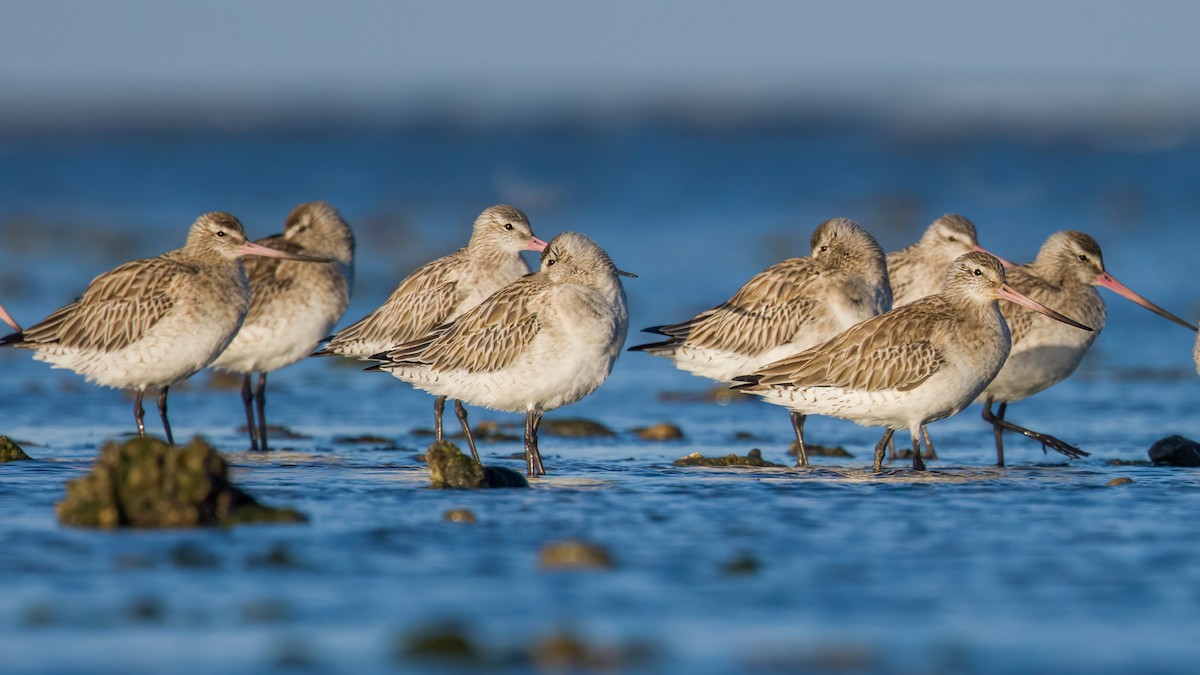 Bar-tailed Godwit - ML617781168