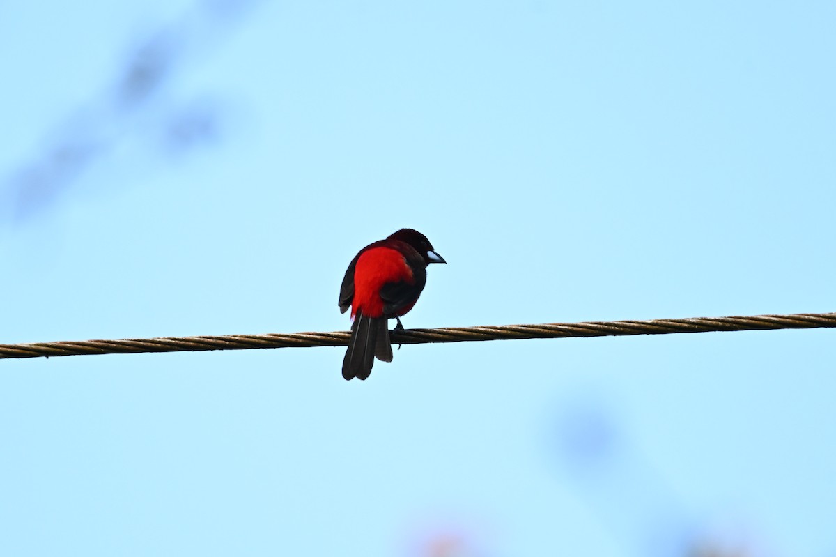 Crimson-backed Tanager - ML617781171