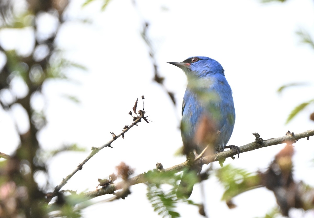 Blue Dacnis - ML617781195