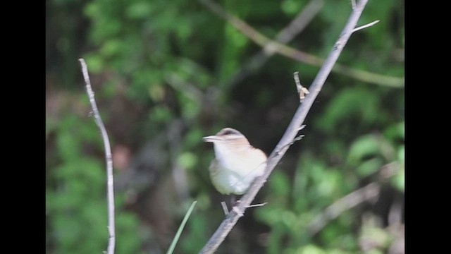 Marsh Wren - ML617781197