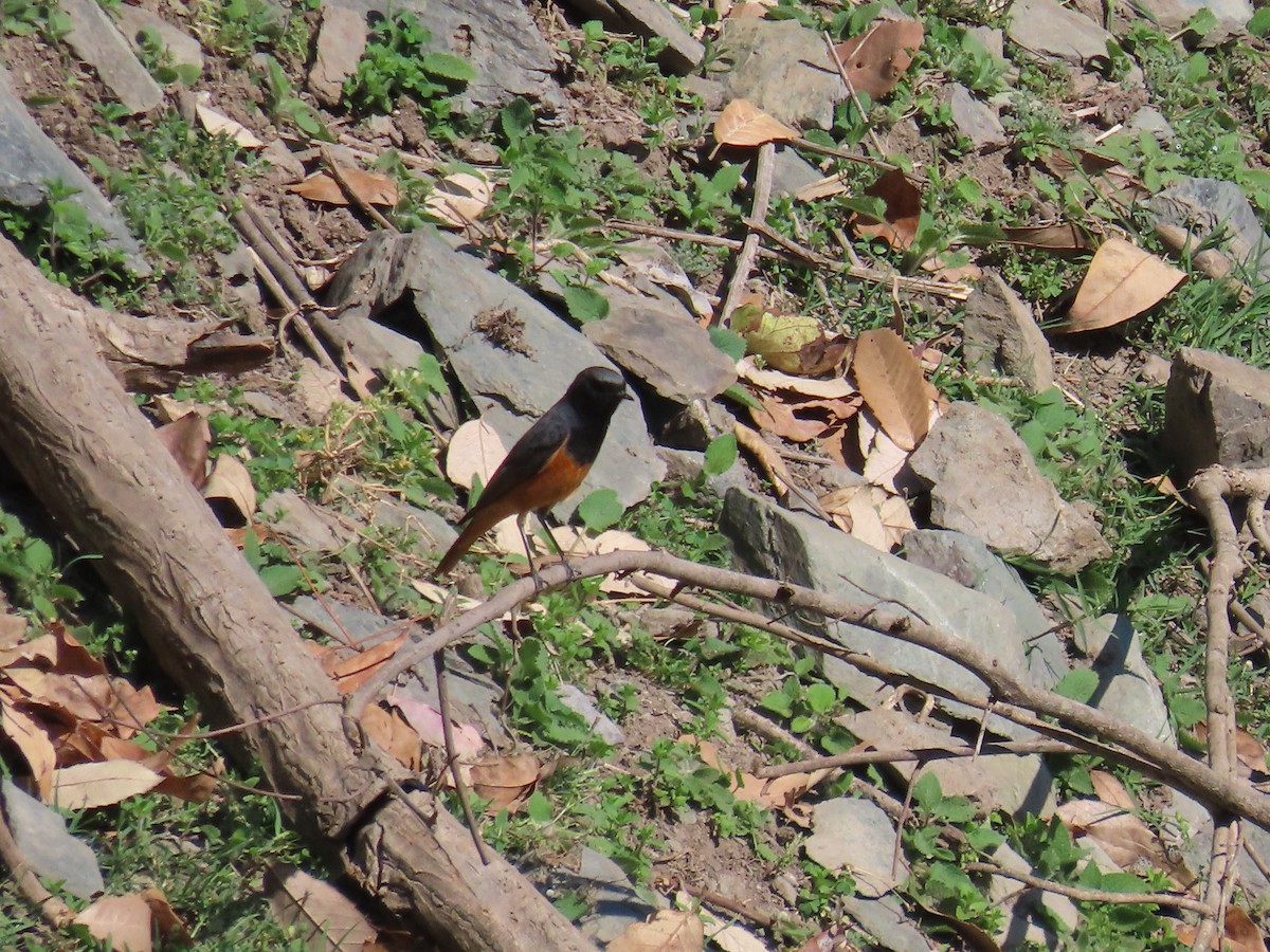 Blue-fronted Redstart - ML617781216