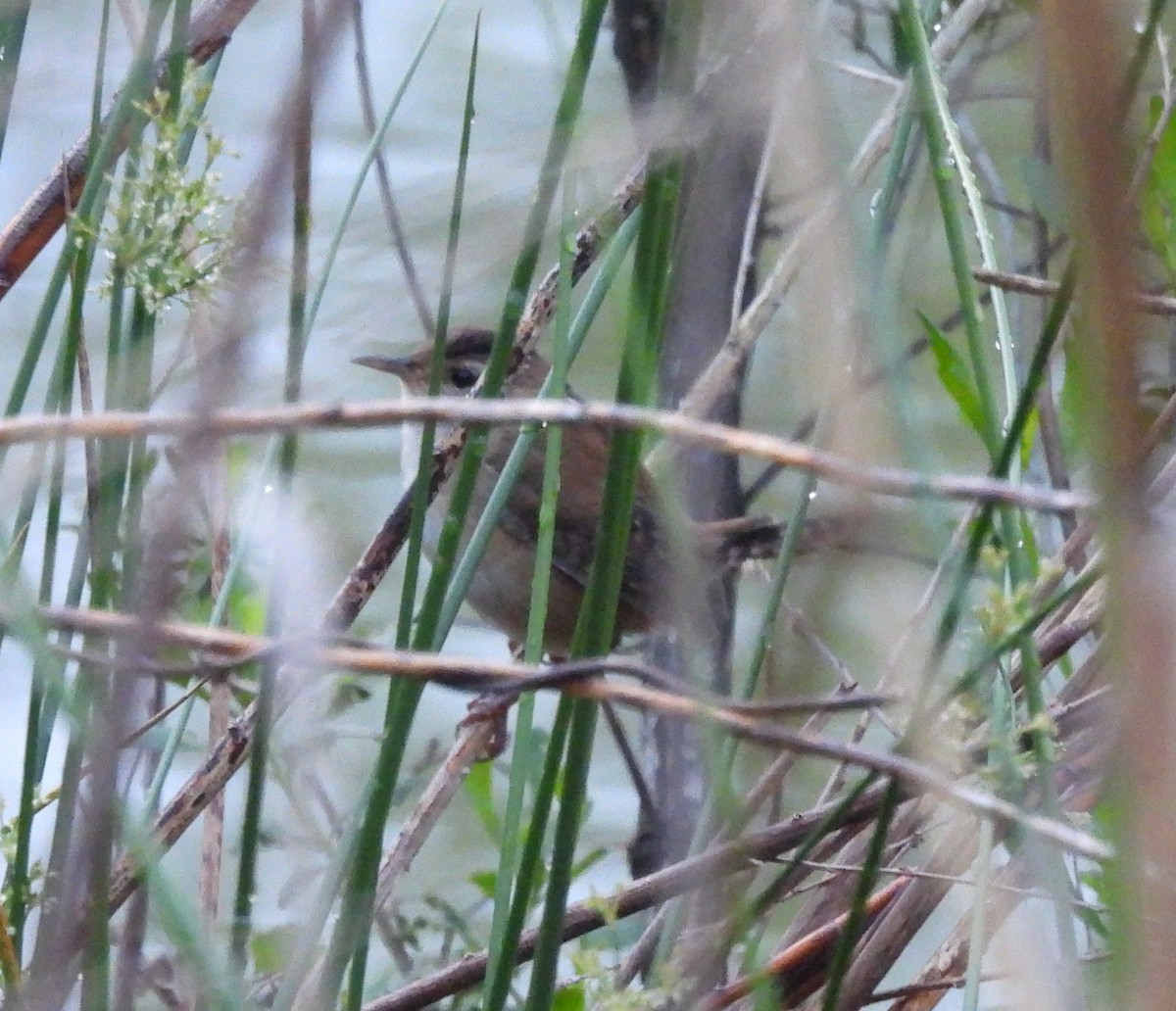 Marsh Wren - ML617781227