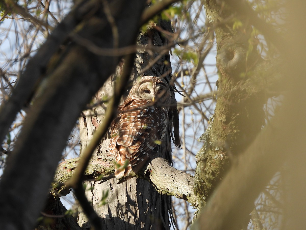 Barred Owl - ML617781228