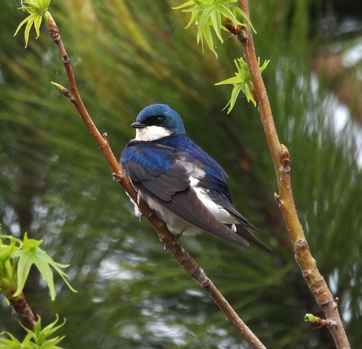 Tree Swallow - Michelle Forte