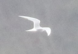 Forster's Tern - ML617781267