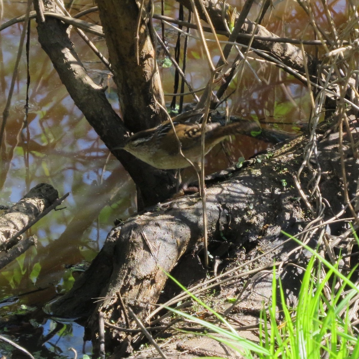 Marsh Wren - ML617781286