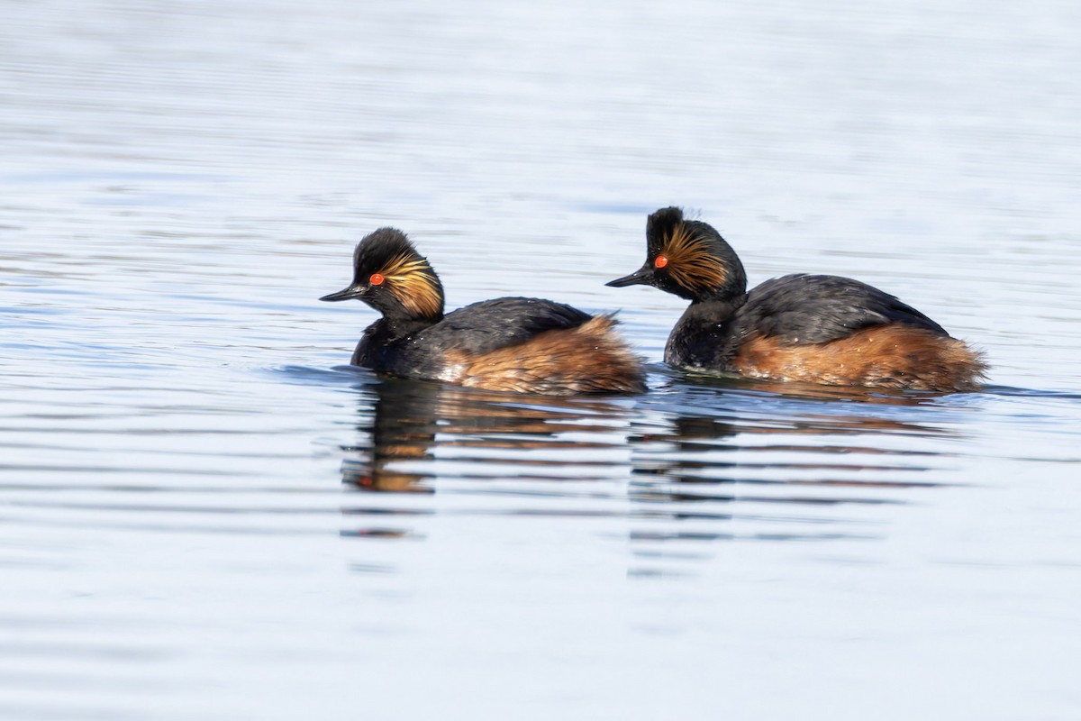 Eared Grebe - ML617781327