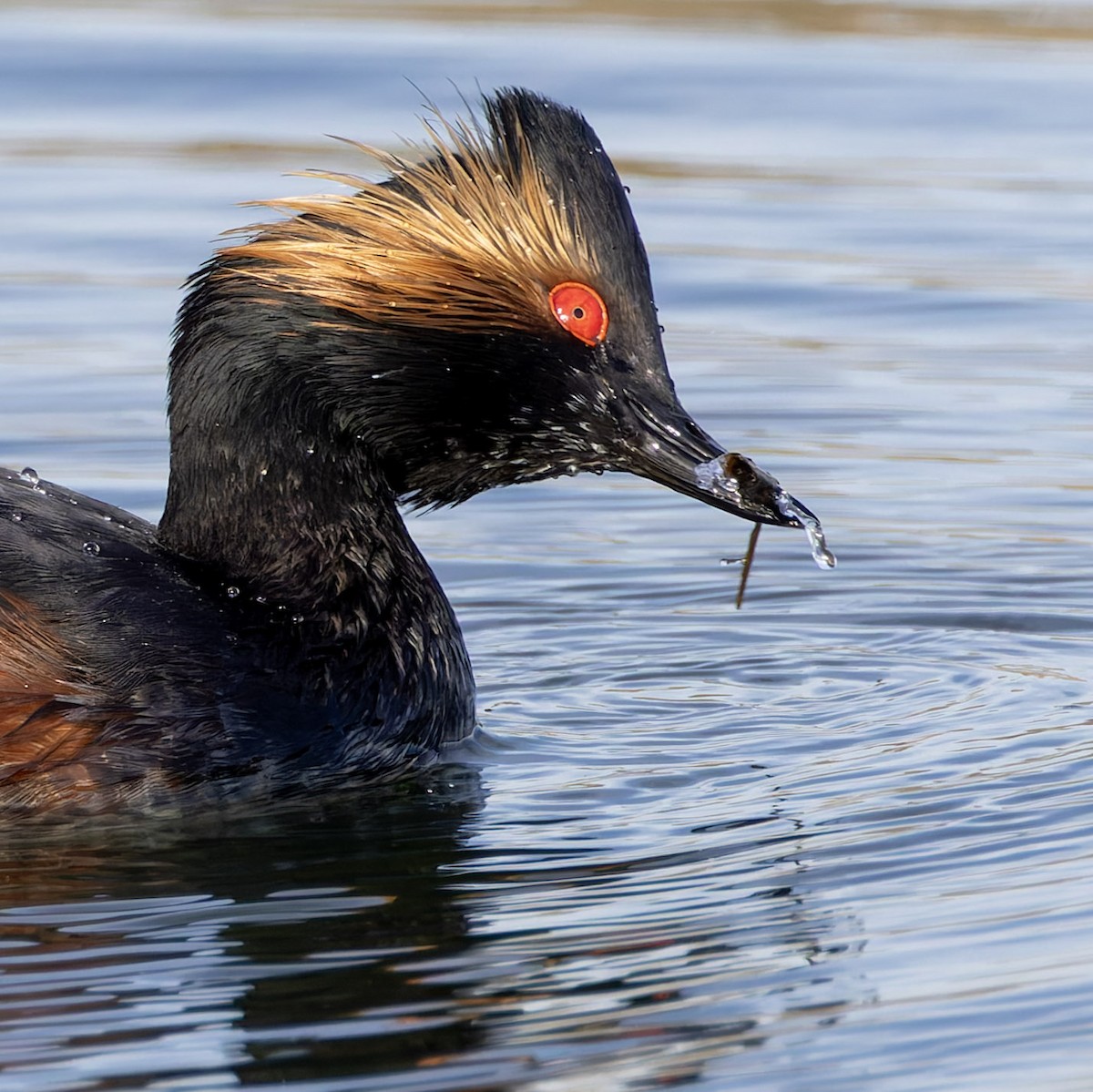 Eared Grebe - ML617781328