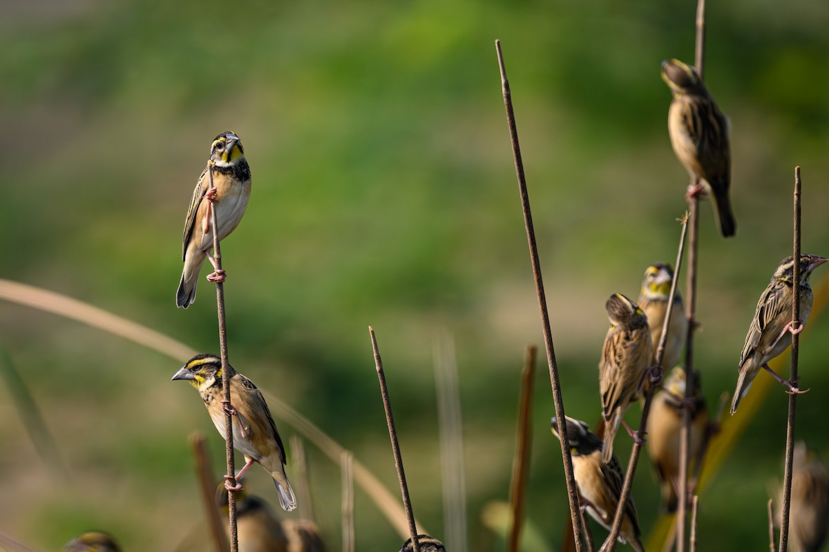 Black-breasted Weaver - Sudhir Paul