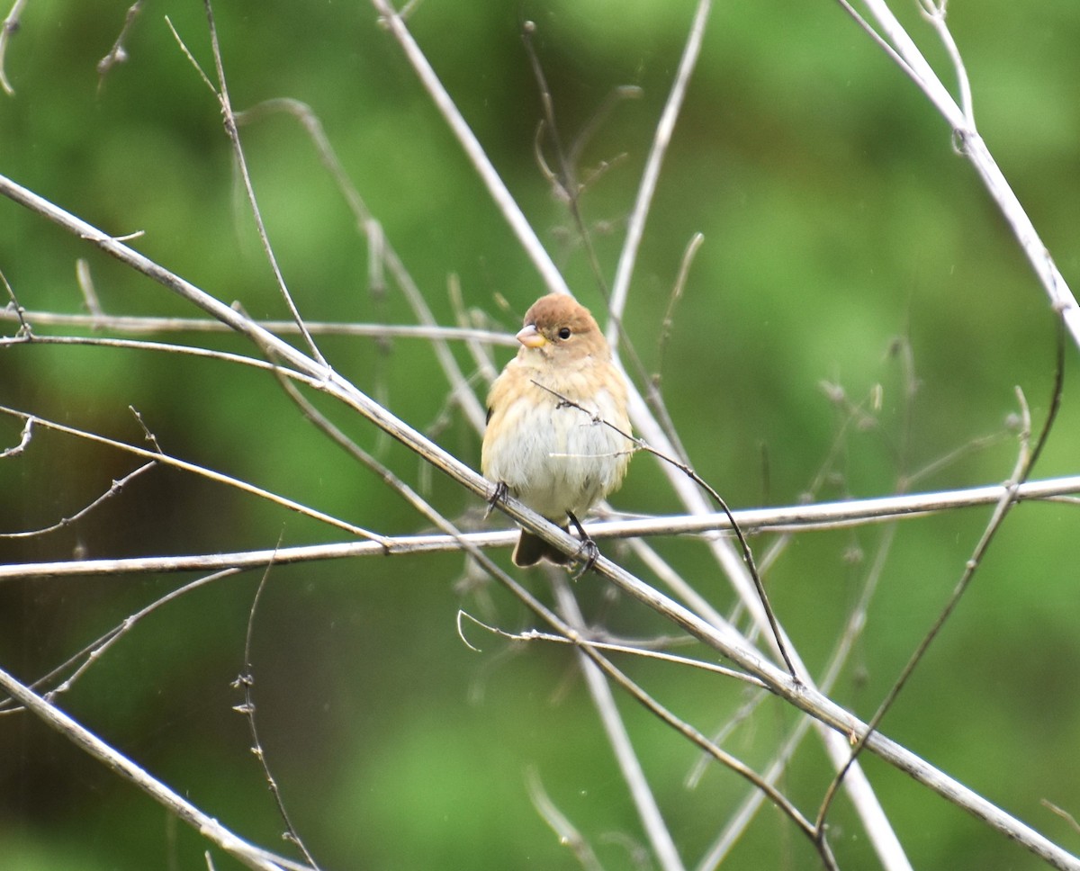 Passerin indigo - ML617781369