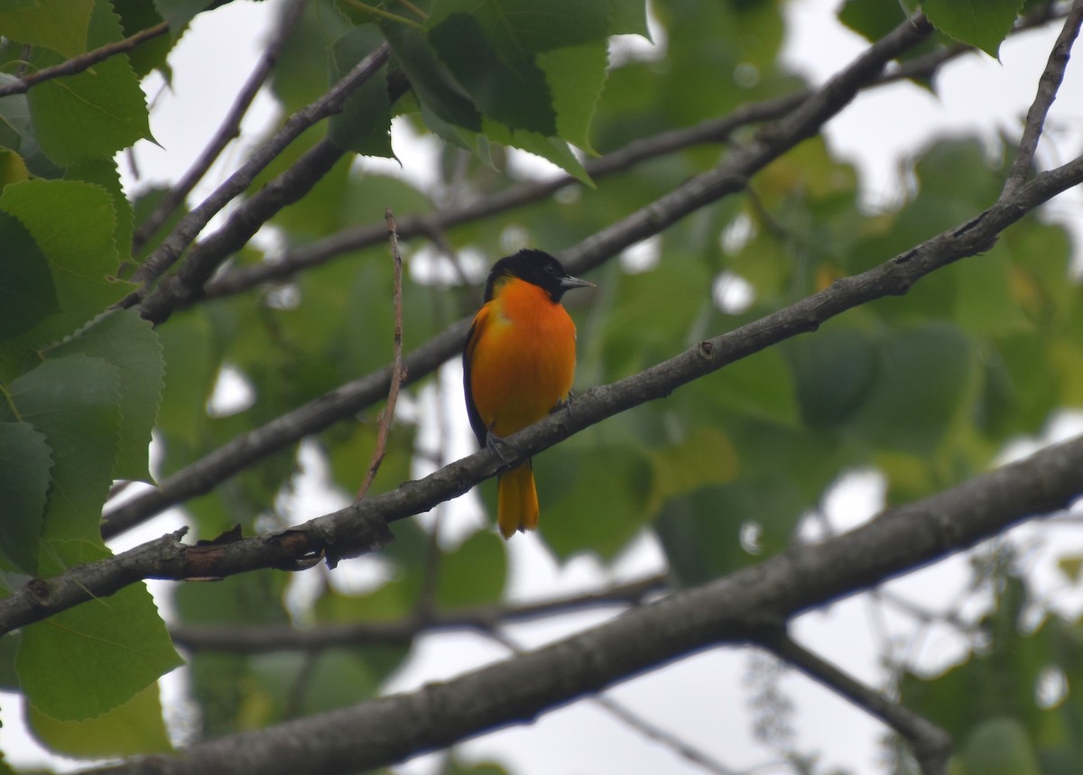 Baltimore Oriole - ML617781375