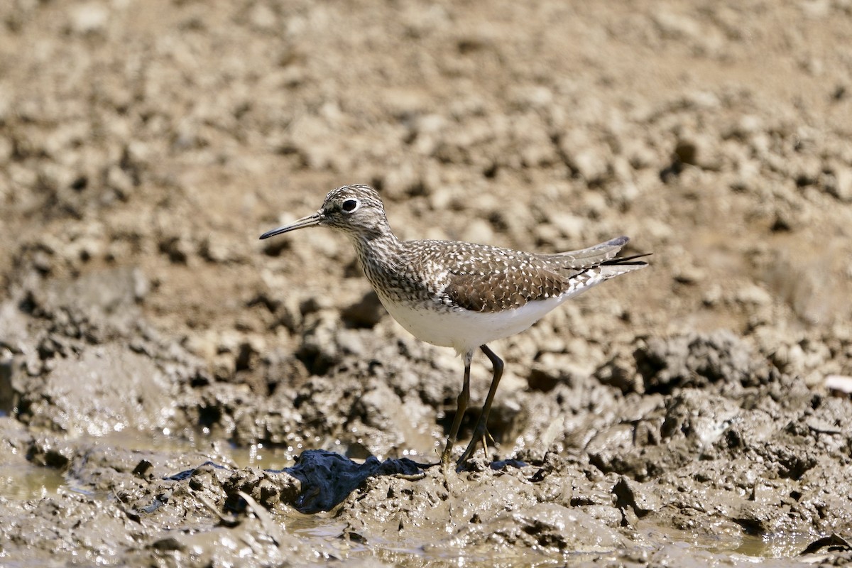 Solitary Sandpiper - ML617781395