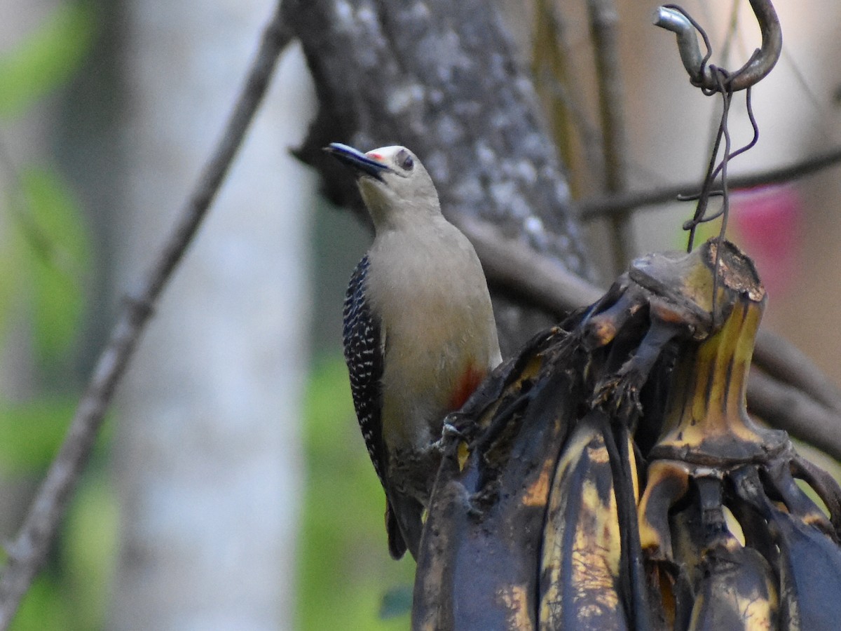 Golden-fronted Woodpecker - ML617781409