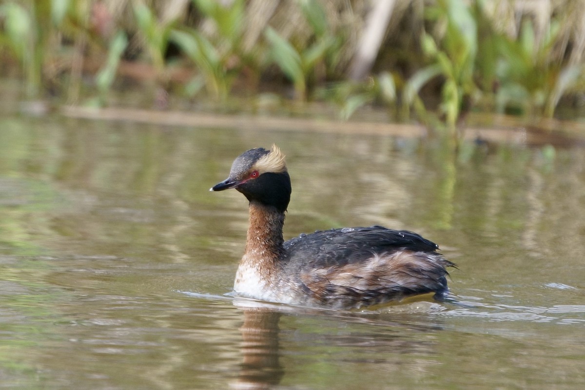 Horned Grebe - ML617781444