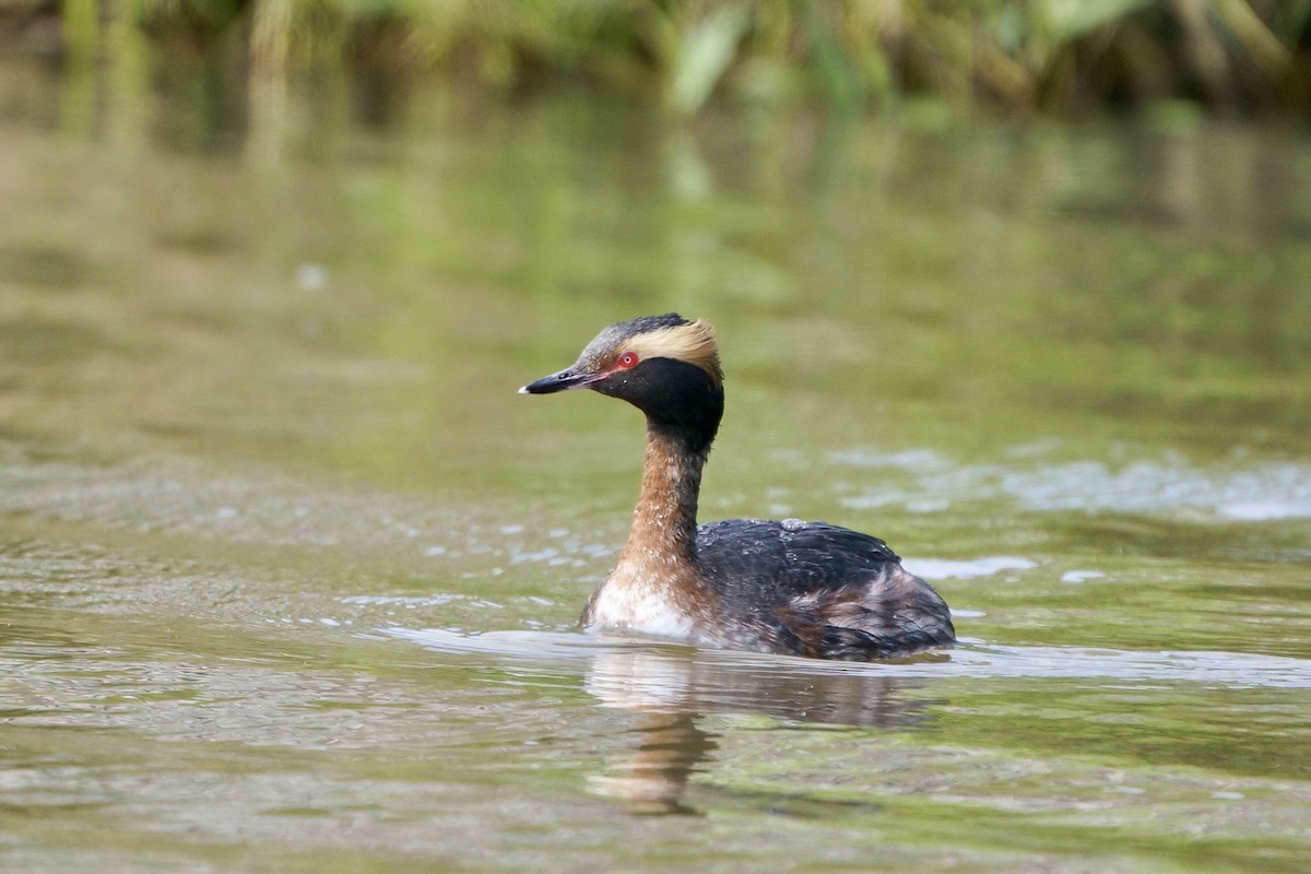 Horned Grebe - ML617781445