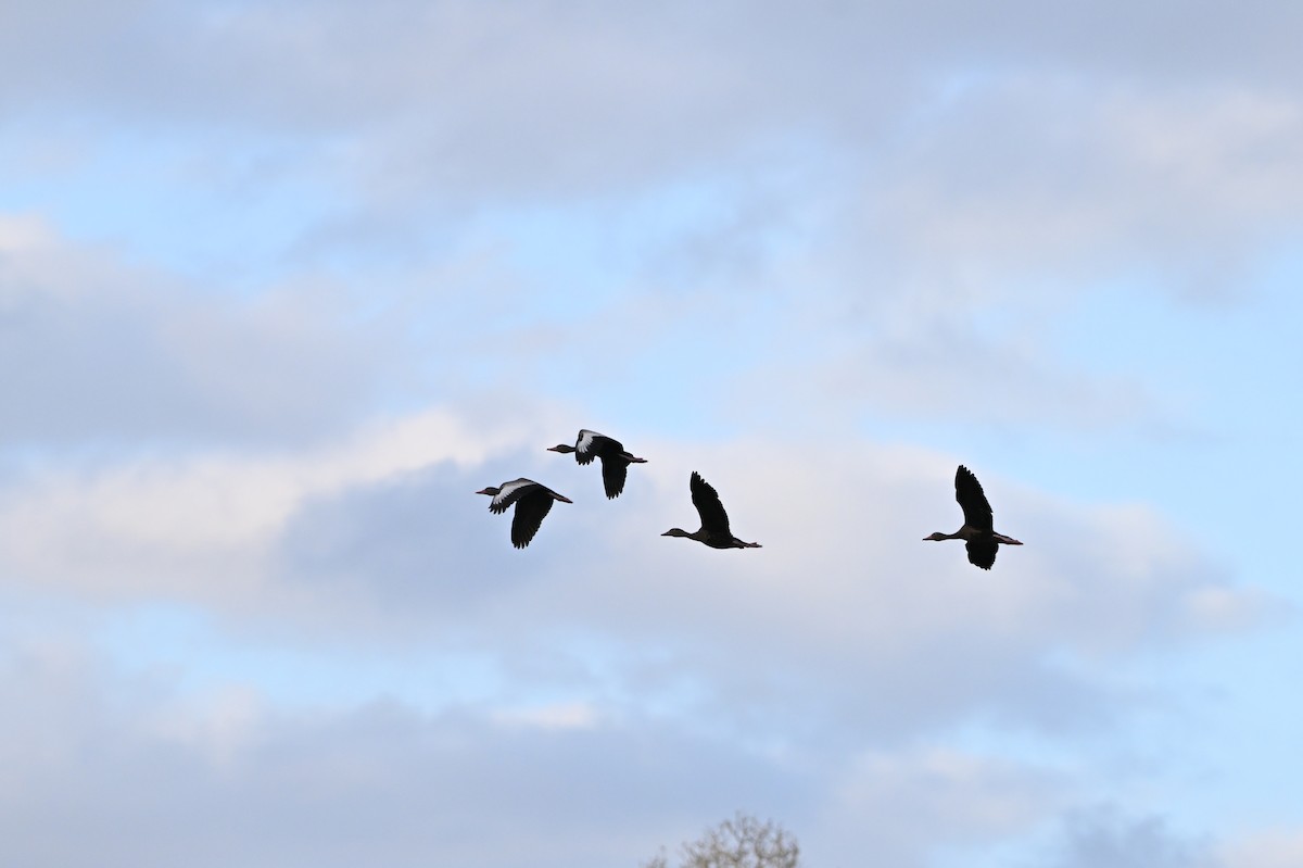 Black-bellied Whistling-Duck - ML617781449