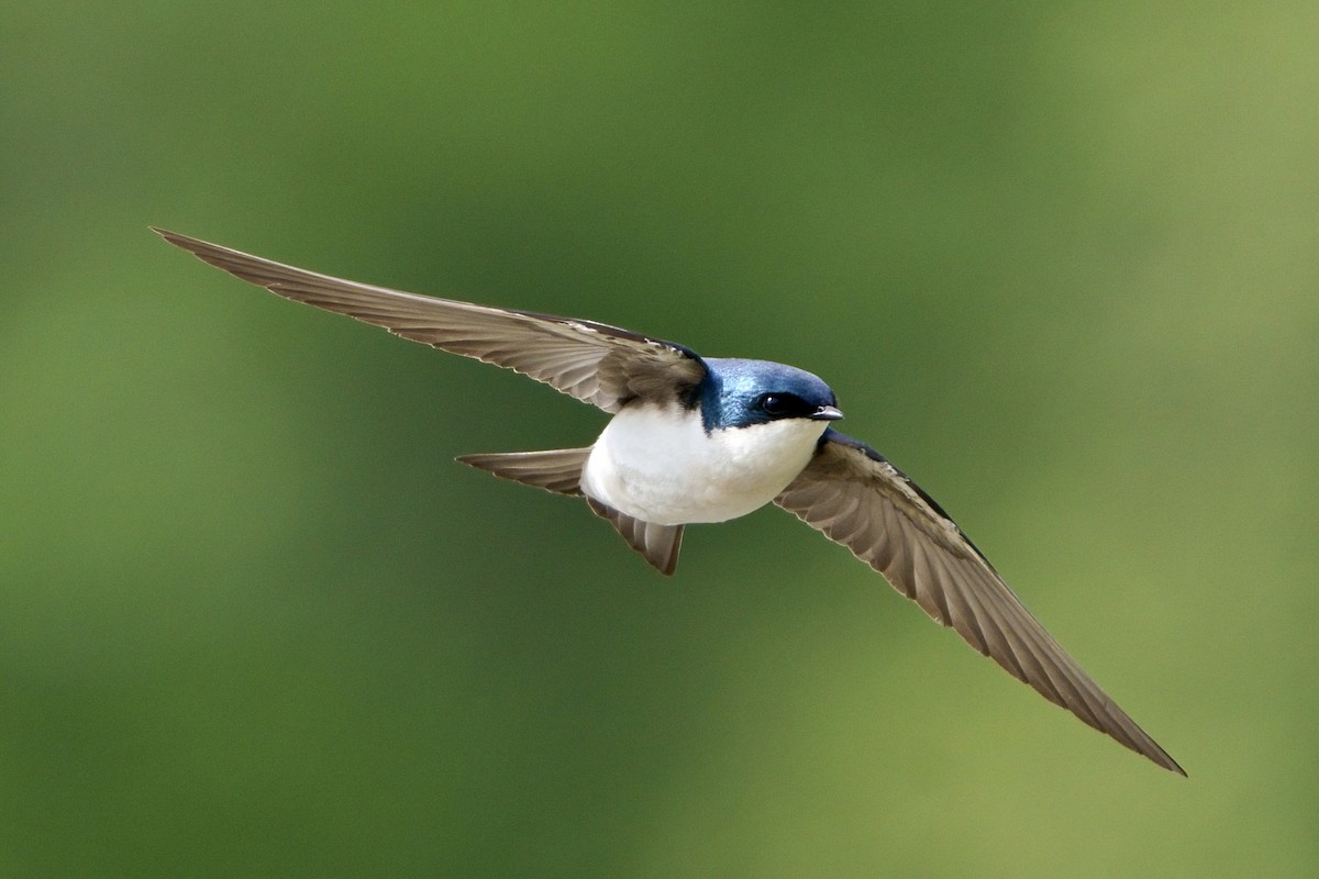 Tree Swallow - ML617781451