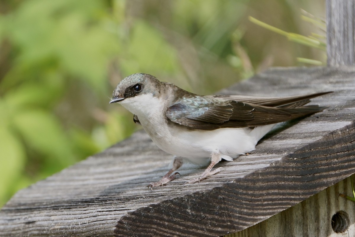 Tree Swallow - ML617781452
