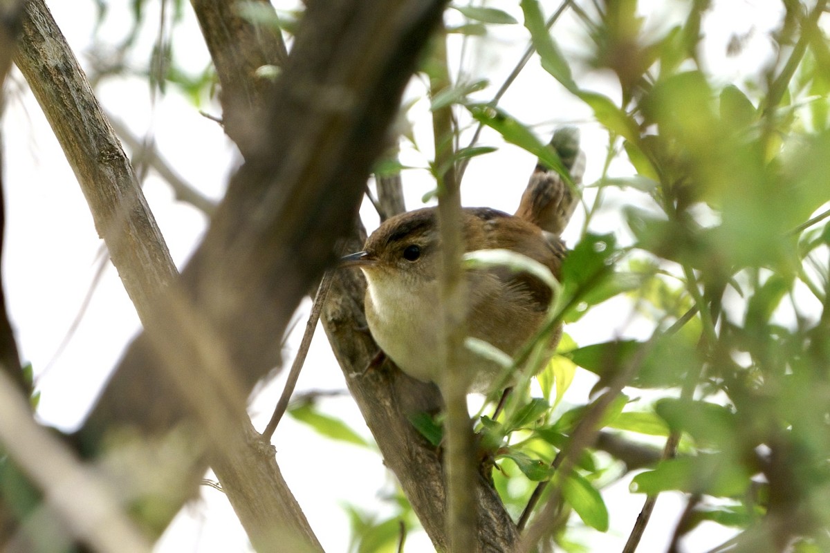 Marsh Wren - ML617781469