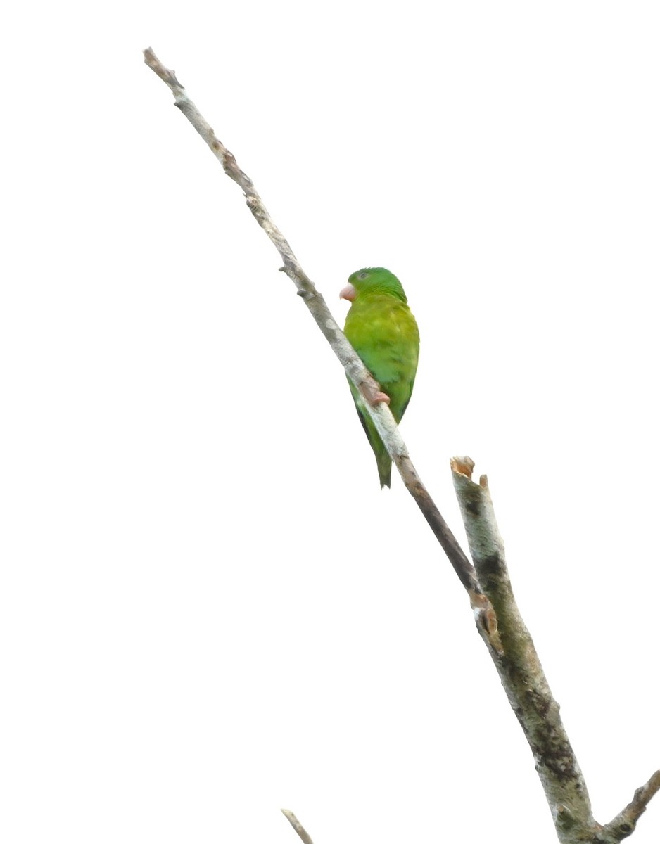 Orange-chinned Parakeet - ML617781472