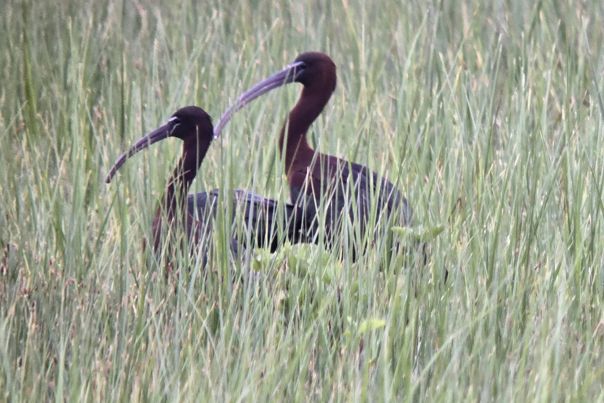 Glossy Ibis - ML617781505