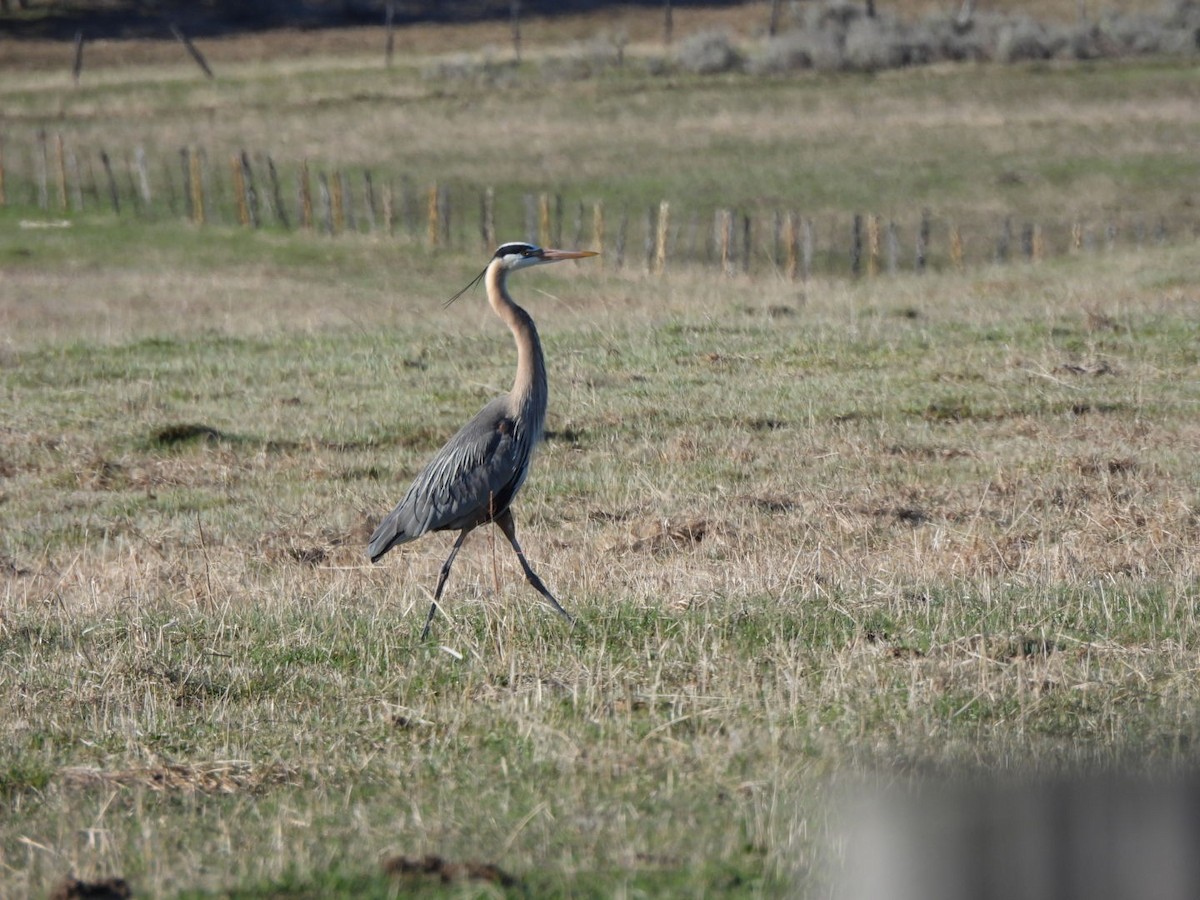 Great Blue Heron - ML617781534