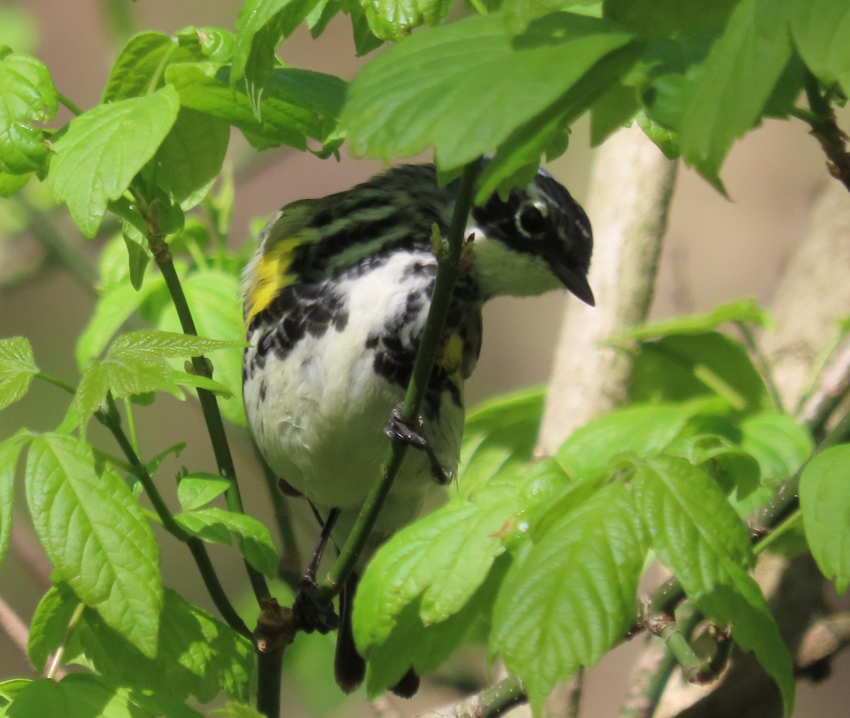 Kronenwaldsänger (coronata) - ML617781541