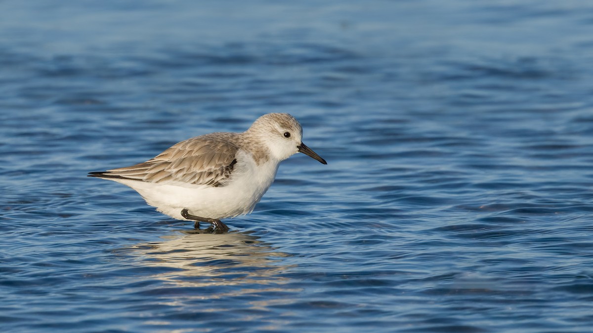 Bécasseau sanderling - ML617781587